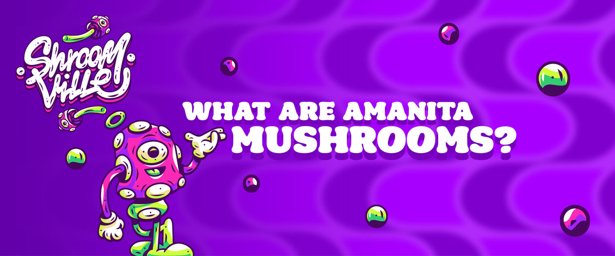 What Are Amanita Mushrooms and What Do They Make You Feel? A Complete Guide