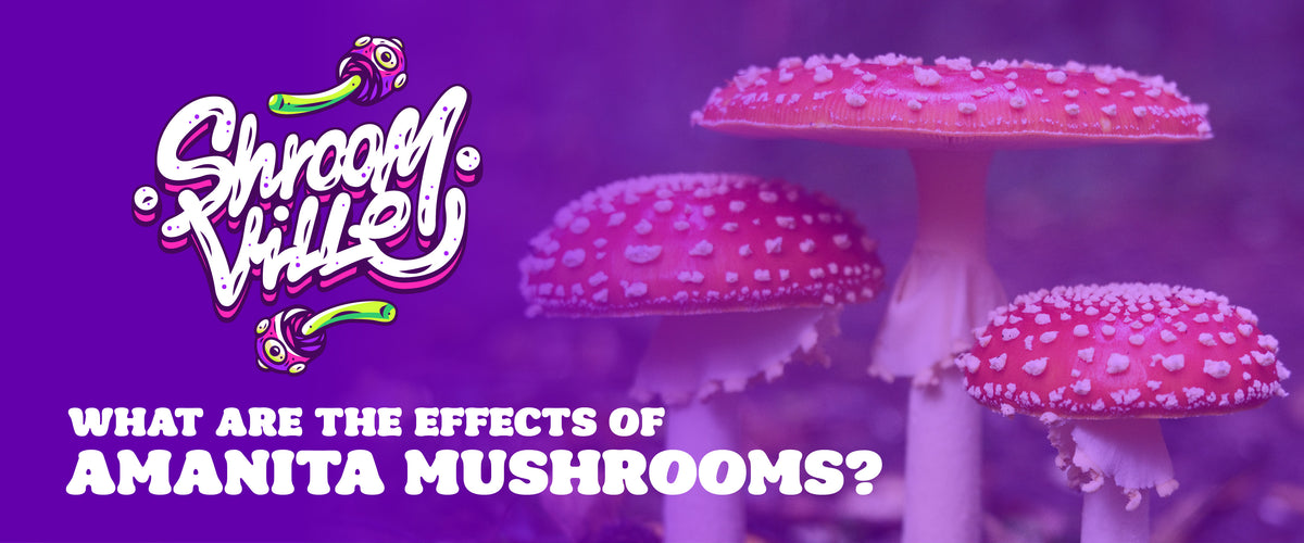 What Are The Effects of Amanita Mushroom?